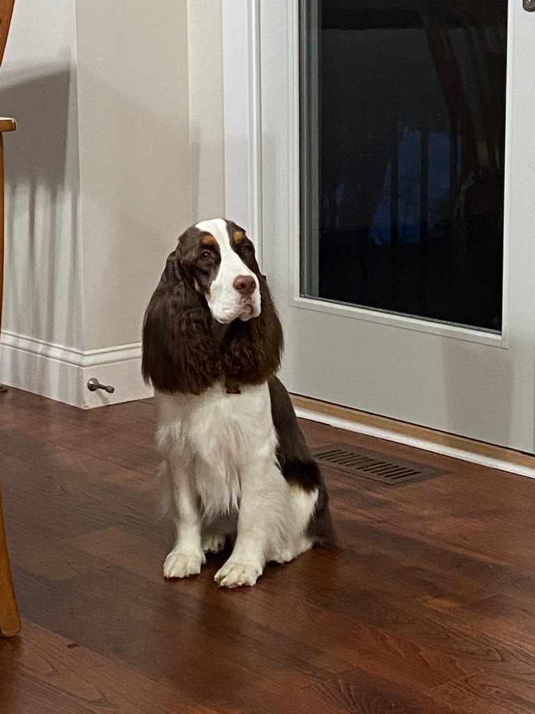 English Springer Spaniel
